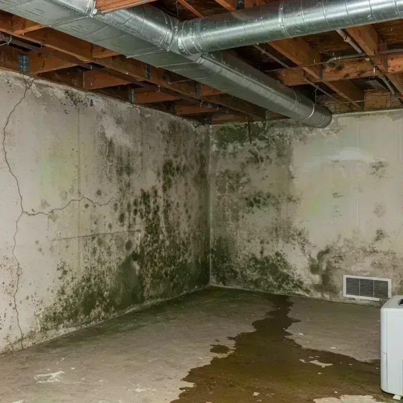 Professional Mold Removal in Ferguson, MO